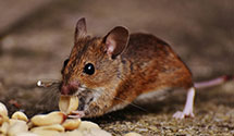 24 Hour & Emergency Exterminators in Oakmont, PA